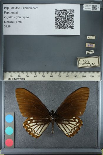 Media type: image;   Entomology 176691